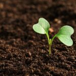 Planta que puede ser útil en el tratamiento de la silicosis